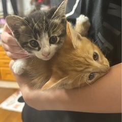 お盆休み8/9〜8/17限定飼育場開放！の画像
