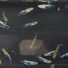 エメキン　幼魚～若魚10匹　メダカ　めだかの画像