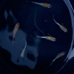 アマテラス稚魚 8匹の画像