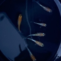 アマテラス稚魚 8匹の画像