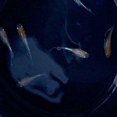 アマテラス稚魚 8匹の画像