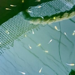 アマテラス稚魚 8匹の画像