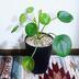 ランキングキーワードに紐づく投稿画像-観葉植物