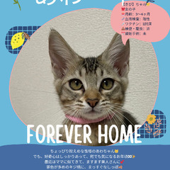 🍉岡田ほご猫譲渡会🍉8月24日(日)13時〜16時