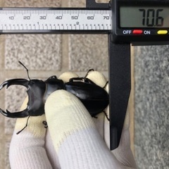 能勢YG血統 国産オオクワガタ 新成虫ペア（オス70.6㎜・メス45.7㎜）の画像