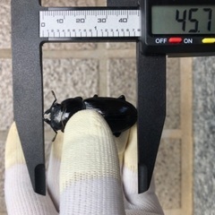能勢YG血統 国産オオクワガタ 新成虫ペア（オス70.6㎜・メス45.7㎜）の画像