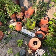 【終了】植木鉢 その他 取りに来てくれる方の画像