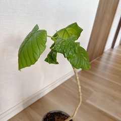 ウンベラータ 鉢付きの画像