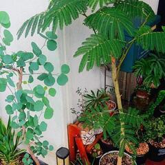 🌳植物 園芸店巡り好きな方🌳