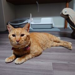 推定2〜3歳の茶トラ猫ちゃん！男の子🐱の里親様を探しております🐱...