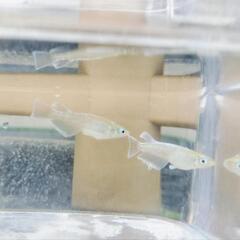 エメキン　春生まれの幼魚6匹の画像