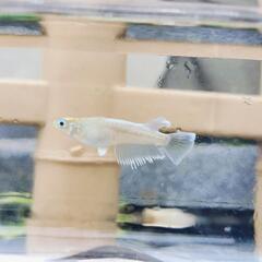 エメキン　春生まれの幼魚6匹の画像