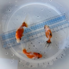 決定！【3匹セット-２】元気な金魚、3匹セット♪の画像