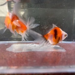 決定！【3匹セット-２】元気な金魚、3匹セット♪の画像