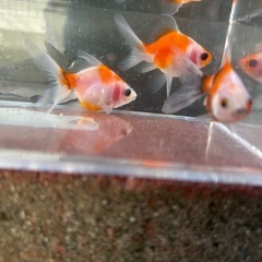 決定！【3匹セット-２】元気な金魚、3匹セット♪の画像