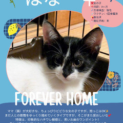 🍉岡田ほご猫譲渡会🍉8月24日(日)13時〜16時