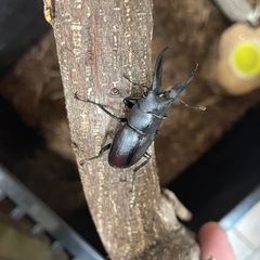 ノコギリクワガタの画像