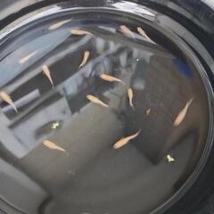 楊貴妃ラメ  メダカの画像