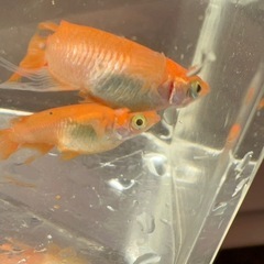9月末まで 改良🐟めだか の画像
