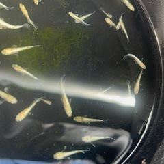 9月末まで 改良🐟めだか の画像