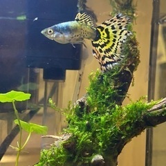 グッピー稚魚5匹　熱帯魚の画像