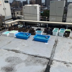 メダカ屋のんの𓆜𓆝𓆟