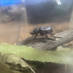 カブトムシペアの画像