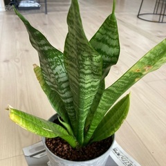 サンセベリアの鉢植えの画像