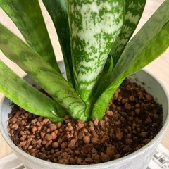 サンセベリアの鉢植えの画像