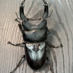 [国産オオクワガタNO:157]YG871系統  80ミリペアーの画像