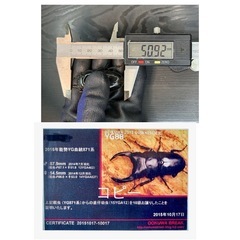 [国産オオクワガタNO:157]YG871系統  80ミリペアーの画像