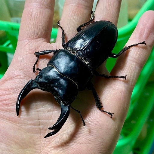 能勢SRオオクワガタ80UP3頭