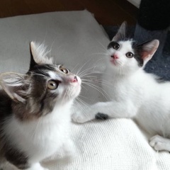 トライアル決まりました｡3ヶ月の可愛い兄妹❗️