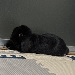 ホーランドロップ うさぎ お友達募集