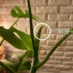 ❇️お部屋コーデの仕上げに空間が映える ✨観葉植物【ヒメモンステラ】✨の画像