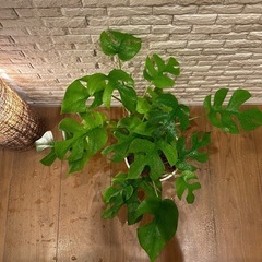 ❇️お部屋コーデの仕上げに空間が映える ✨観葉植物【ヒメモンステラ】✨の画像