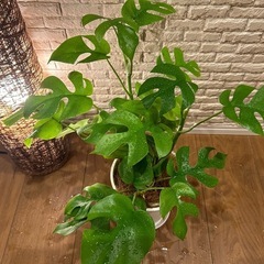 ❇️お部屋コーデの仕上げに空間が映える ✨観葉植物【ヒメモンステラ】✨の画像