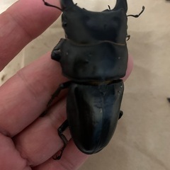 能勢SR血統　オオクワガタ　オス　単品の画像