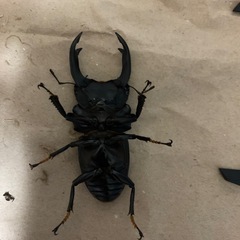 能勢SR血統　オオクワガタ　オス　単品の画像