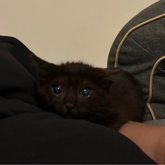 3ヶ月程のオス子猫ちゃん！！😼