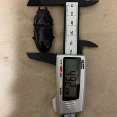 能勢YG血統　オオクワガタ　ペアの画像