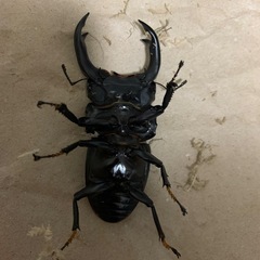 能勢YG血統　オオクワガタ　ペアの画像