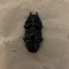 能勢YG血統　オオクワガタ　ペアの画像