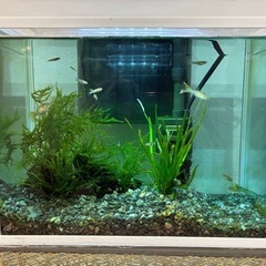 グッピーの稚魚差し上げます=(^.^)=の画像