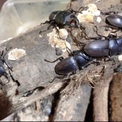 【期間限定・即日渡し可能】コクワガタ・ノコギリクワガタ 成虫 オス メス　①　2025の画像