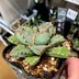 ランキングキーワードに紐づく投稿画像-多肉植物