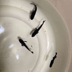 メダカ無人販売の画像
