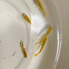 メダカ無人販売の画像