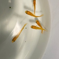 メダカ無人販売の画像