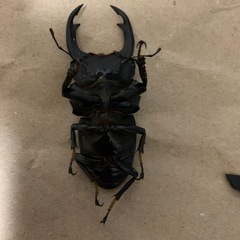 能勢SR血統　オオクワガタ　オス　単品の画像